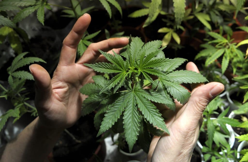 Von klassischen bis modernen Sorten – Weed Samen kaufen nach Geschmack