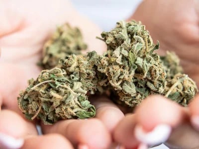 Von klassischen bis modernen Sorten – Weed Samen kaufen nach Geschmack