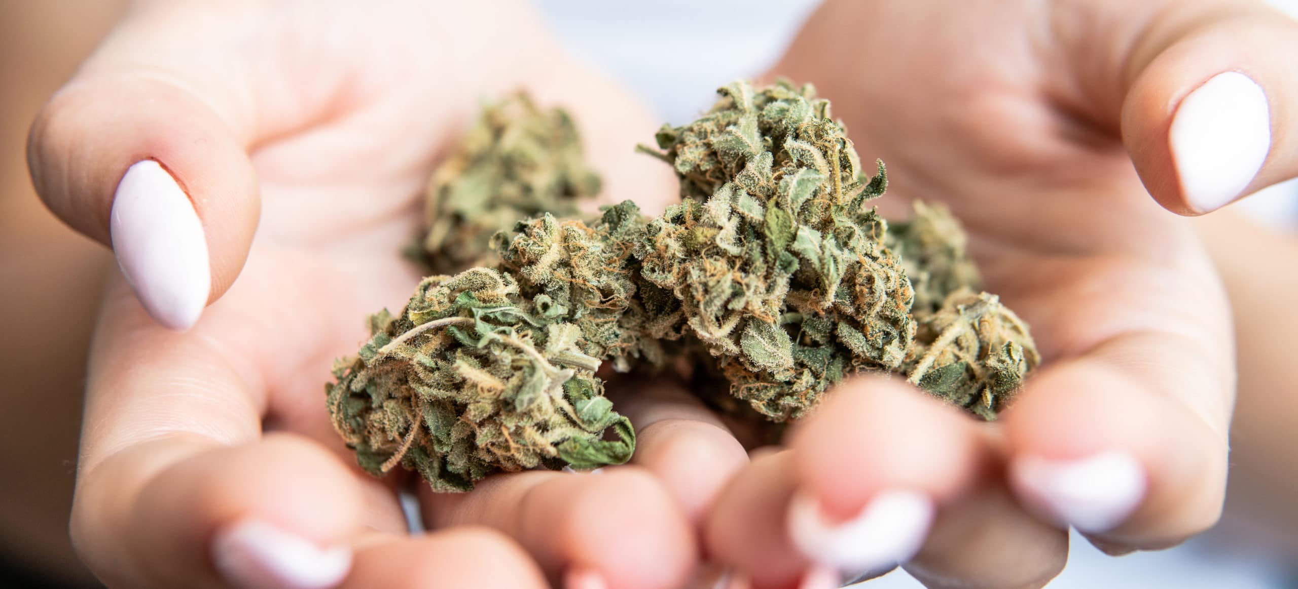 Von klassischen bis modernen Sorten – Weed Samen kaufen nach Geschmack